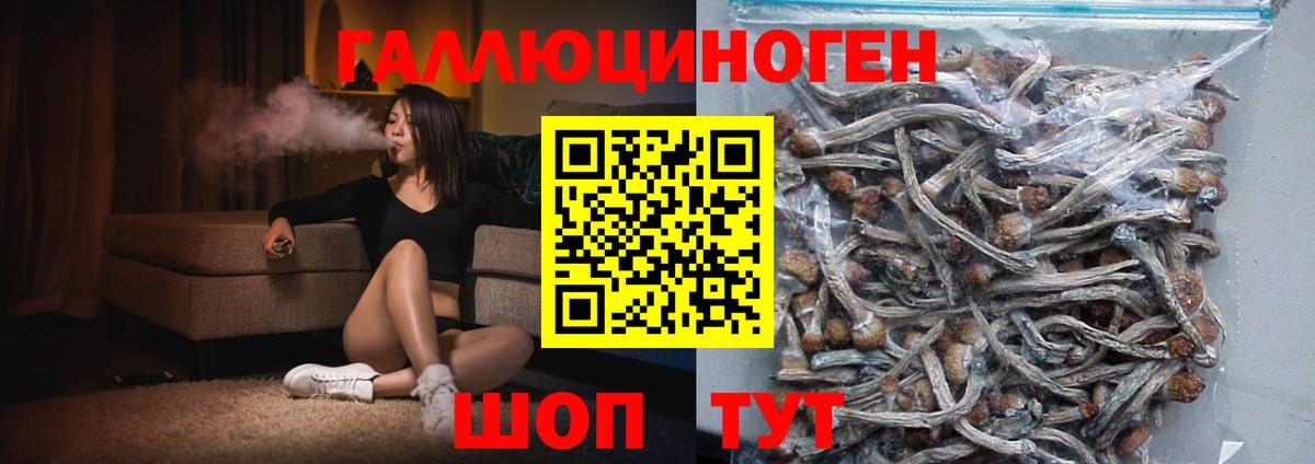 Галлюциногенные грибы Psilocybe Великий Устюг